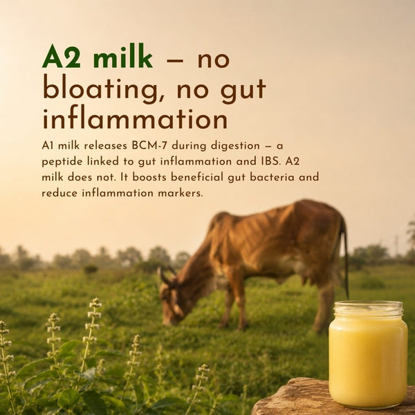 Agna A2 Desi Cow Ghee - Hand Churned from Curd benefit 3